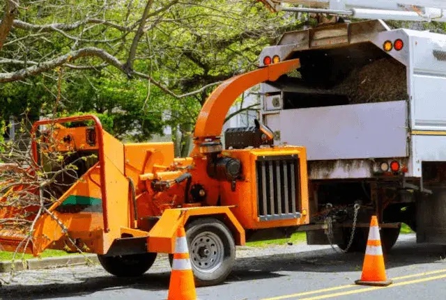 tree removal milwaukee