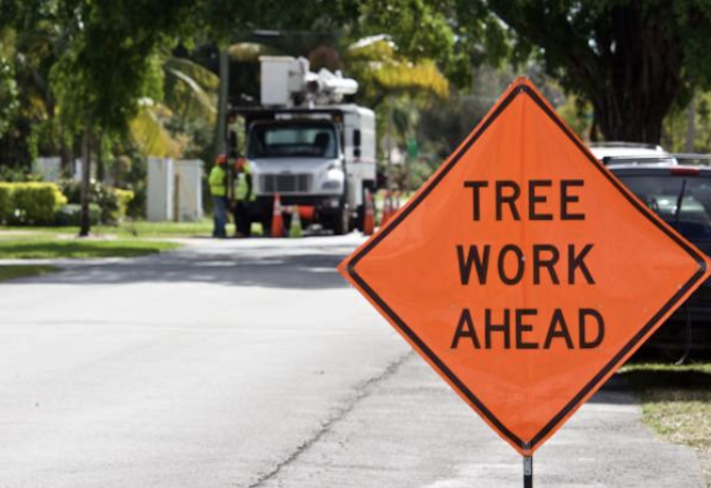 tree removal Franklin wi