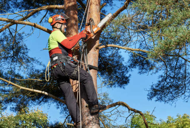 tree trimming Glendale wi