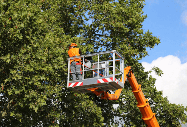 tree trimming milwaukee wi