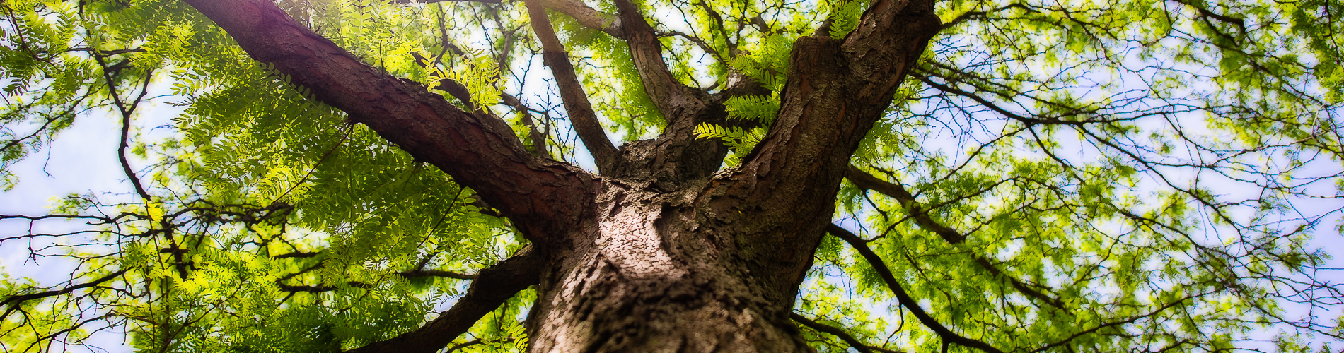 MKE Tree Care