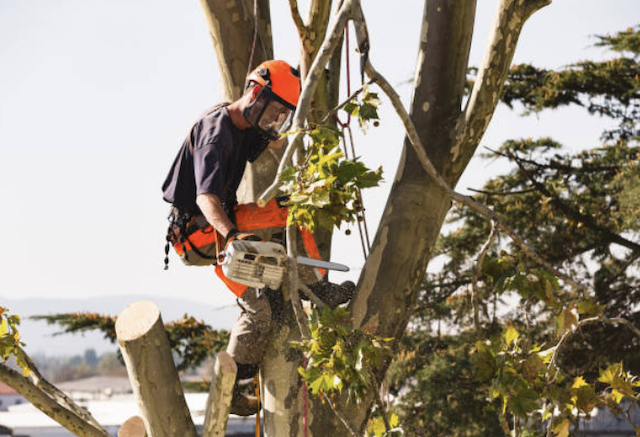 tree removal milwaukee