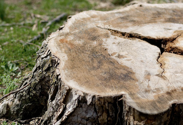 stump grinding River Hills wi